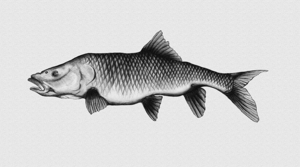 Uploaded via Fishbook