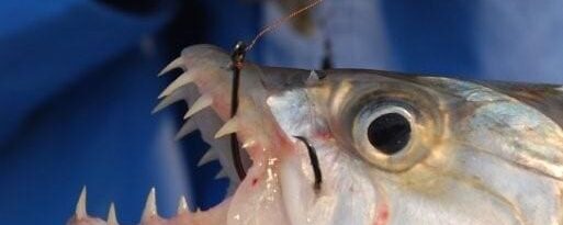 Using Circle Hooks For Tiger Fish