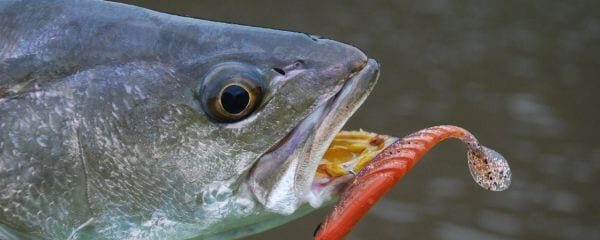 Transkei Estuary Dropshot Fishing