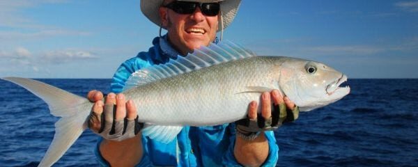 Jobfish Species ID