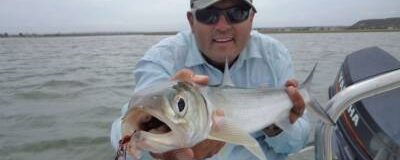 Springer, awesome light tackle game fish