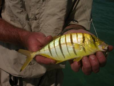 b2ap3_thumbnail_A-juvenile-goldne-kingfish-showing-the-colours-that-give-this-species-its-name.jpg