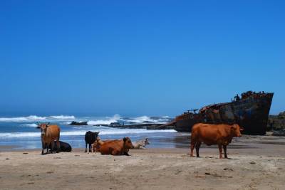 b2ap3_thumbnail_Cattle-on-the-beach-are-a-typical-Transkei-sight.JPG