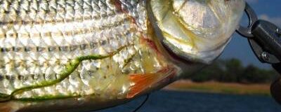 Lower Zambezi Tiger Fish Under Pressure