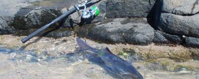Musselcracker on light tackle