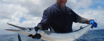 My PB Crocodile Garfish!