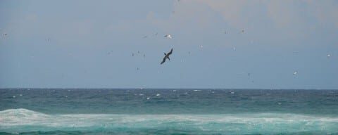 The Sardine Run, what makes it happen?