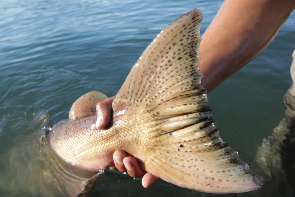 A fish with a flipper this size had us seeing our backing in no time. #chile 041