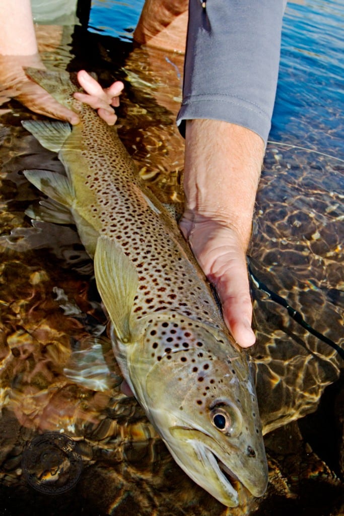 Brown galore in Lesotho! #catchandrelease #roamfree LesothoTrout (8 of 15)