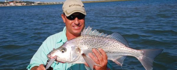 Spotted Grunter on Surface Lure