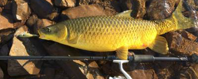 Smallmouth Yellowfish on popper