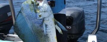 Dorado, light tackle fun!