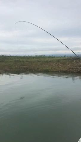1555488771273.139 TFT let it swim 2019