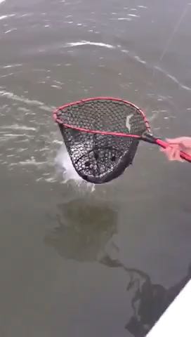 1555489249169.862 TFT let it swim 2019