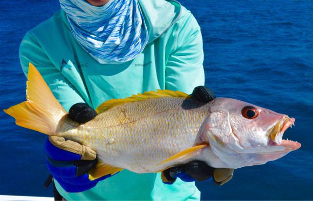 1560029786313.8762 A solid one spot snapper, caught on a jig off Desroches