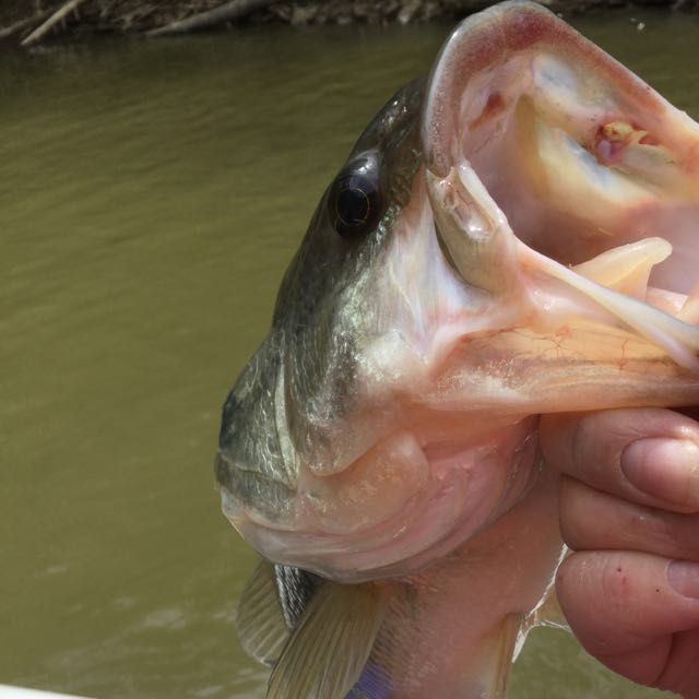 1561571191232.2788 Another nice fish at dale hollow