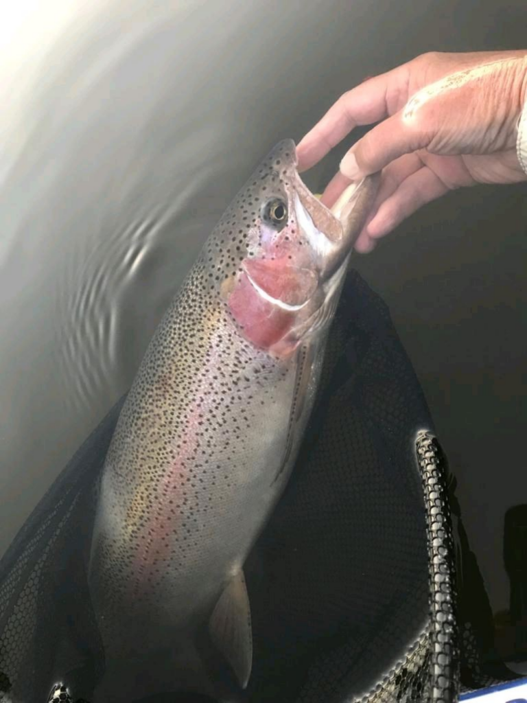 36572356114713 55cm Rainbow Neil Westerhof