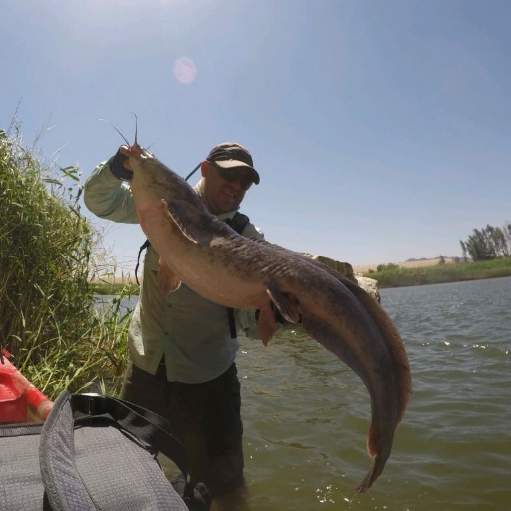Sharptooth catfish