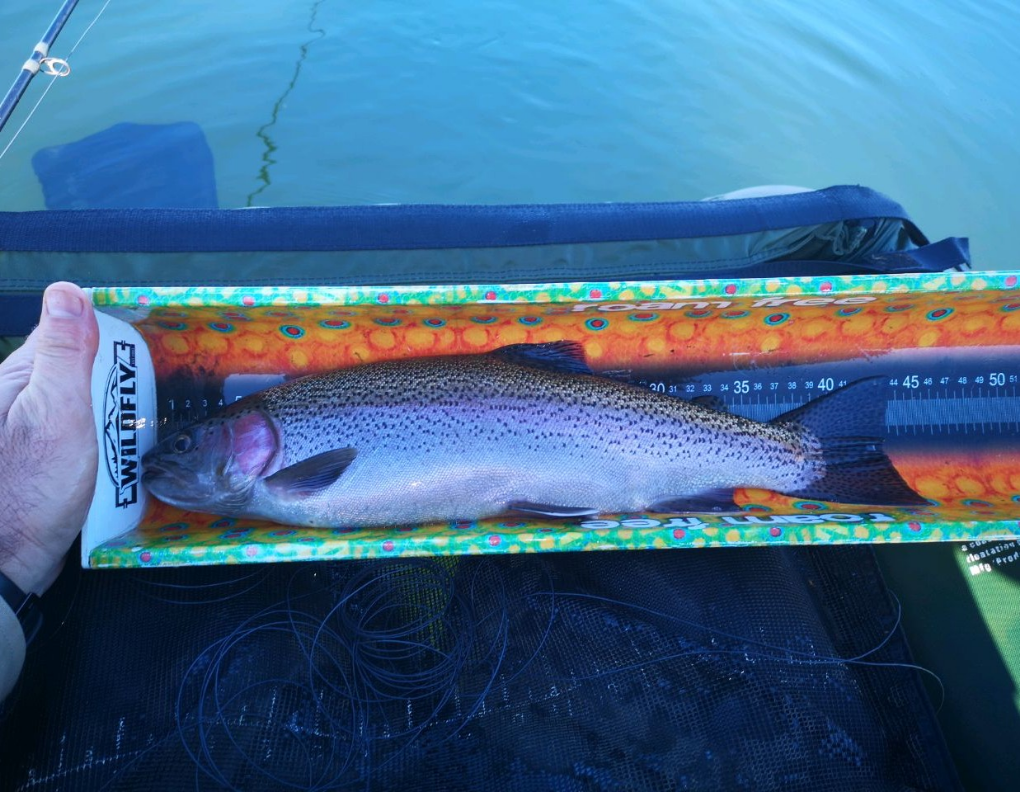 81029434033391 43cm Rainbow, Reebuck
