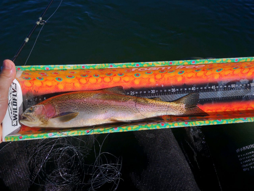 81084858315154 40cm Rainbow