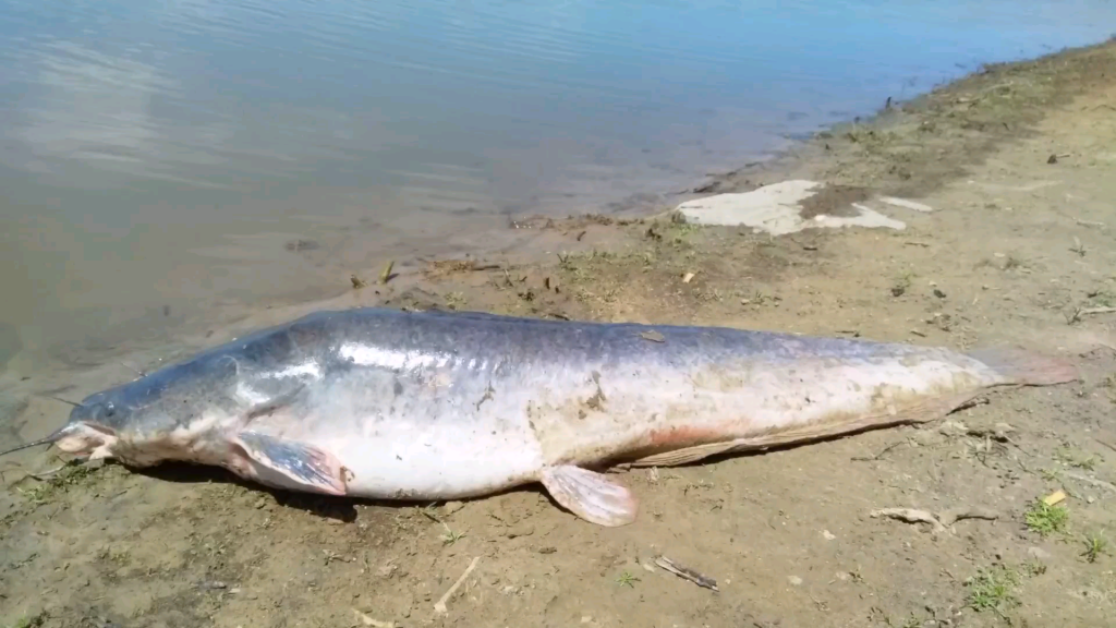 Releasing a slob of a Vaal River catfish caught on lure