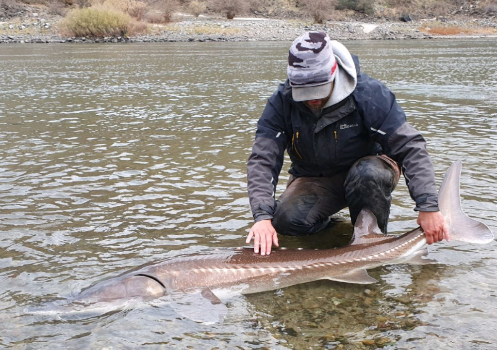 1573480257093 Great Sturgeon, The Snake River, Idaho, 7ft, 120 pounds. Amazing to catch and see in a river like th
