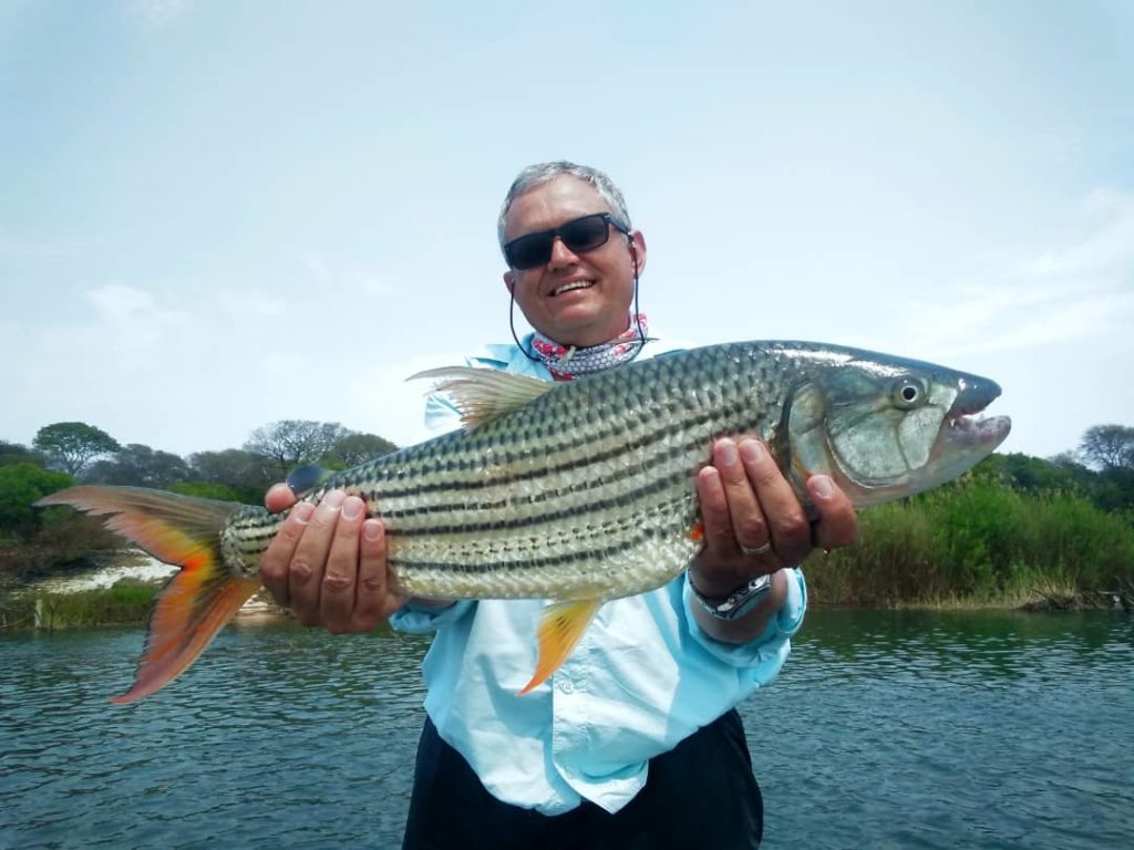 11lb Tiger caught on live bait WhatsApp Image 2019-10-31 at 7.24.45 PM