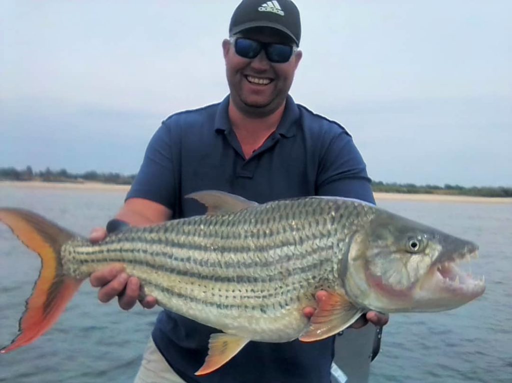 18.5lb tiger caught on bait WhatsApp Image 2019-11-10 at 8.55.14 PM
