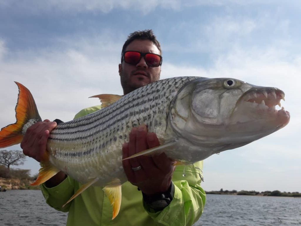 15.5lb Tiger caught on bait WhatsApp Image 2019-11-10 at 9.01.53 PM