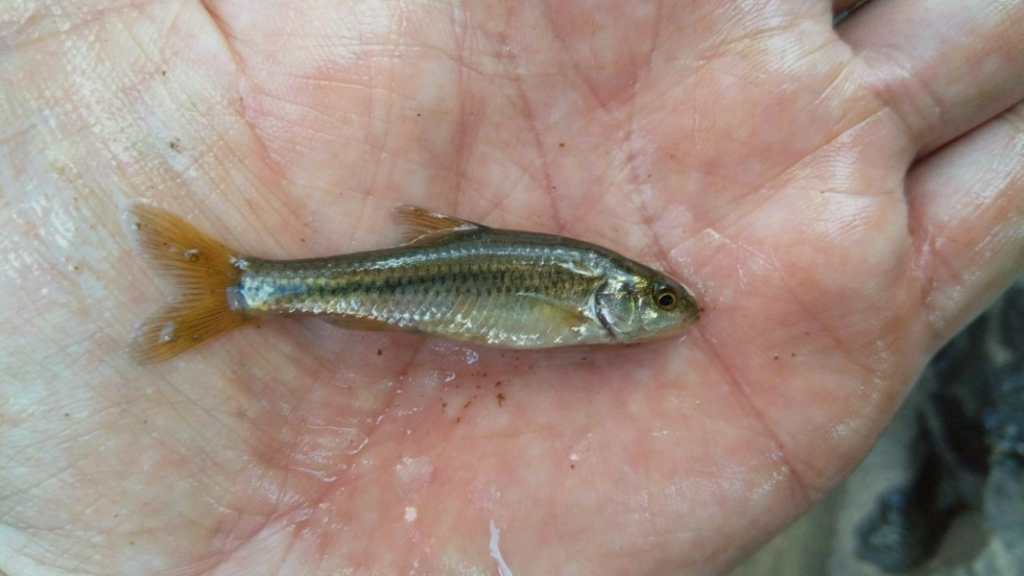 Micro lures = micro fish. A Marico barb from the Magalies River in Gauteng.