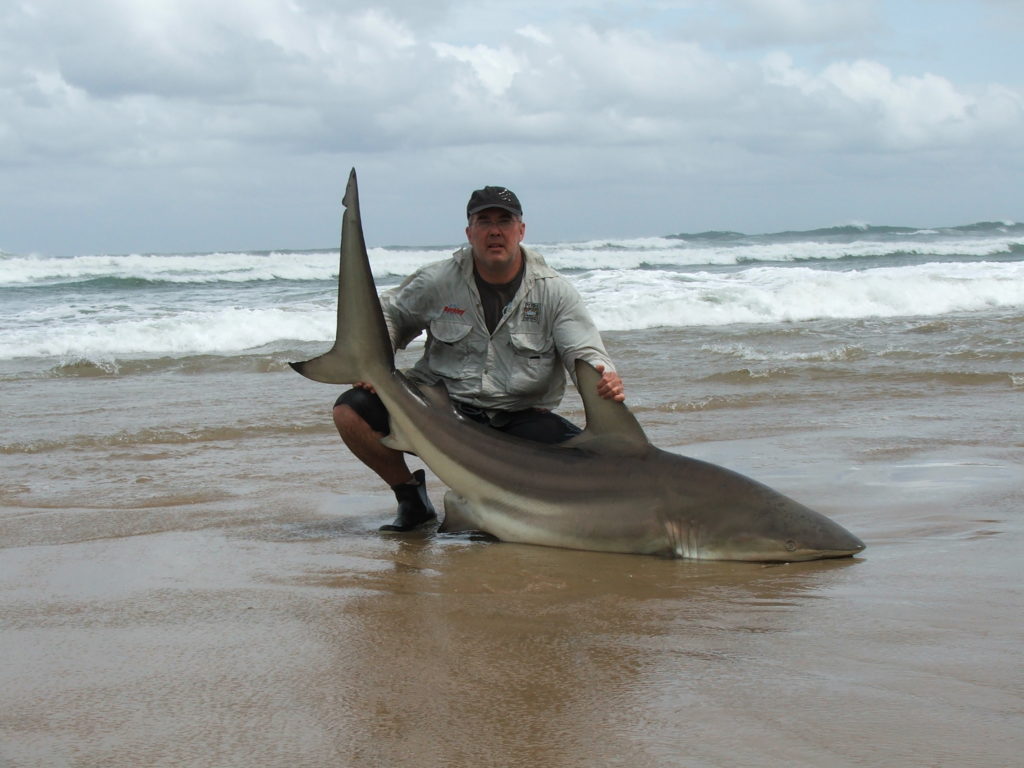 Blacktip Shark