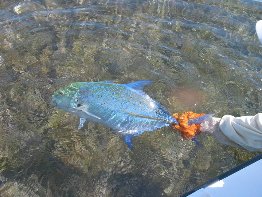 Bluefin Kingfish Bluefin Kingfish