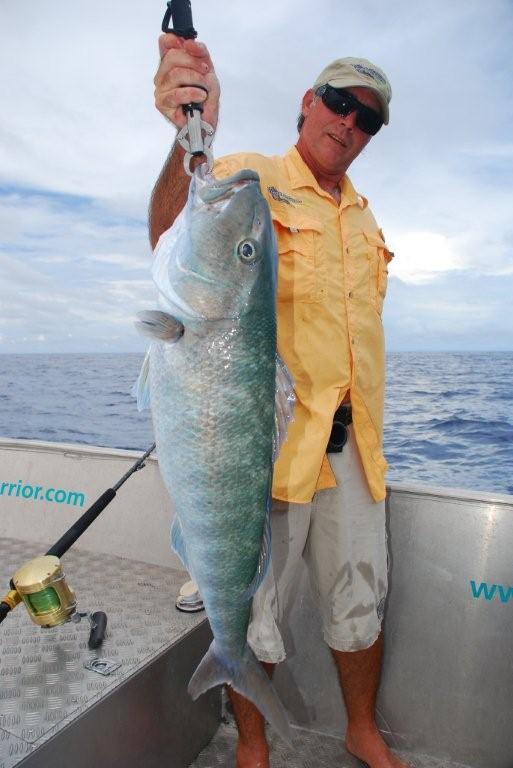 Green Jobfish (6) Green Jobfish (6)