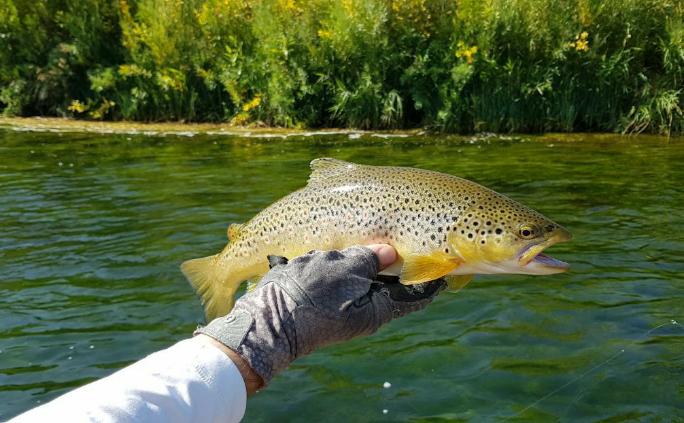 1587708217002 Amazing drift boat fishing on the Green River