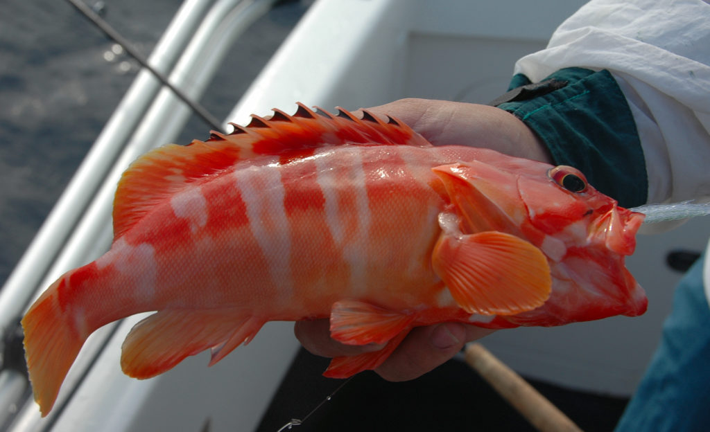 Redbarred Rockcod Redbarred Rockcod