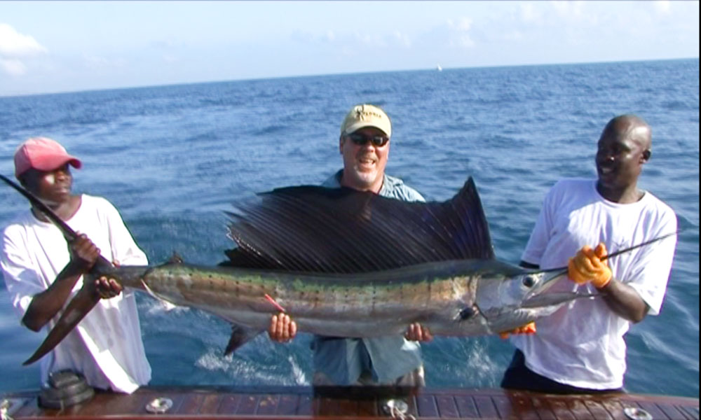 Sailfish Sailfish