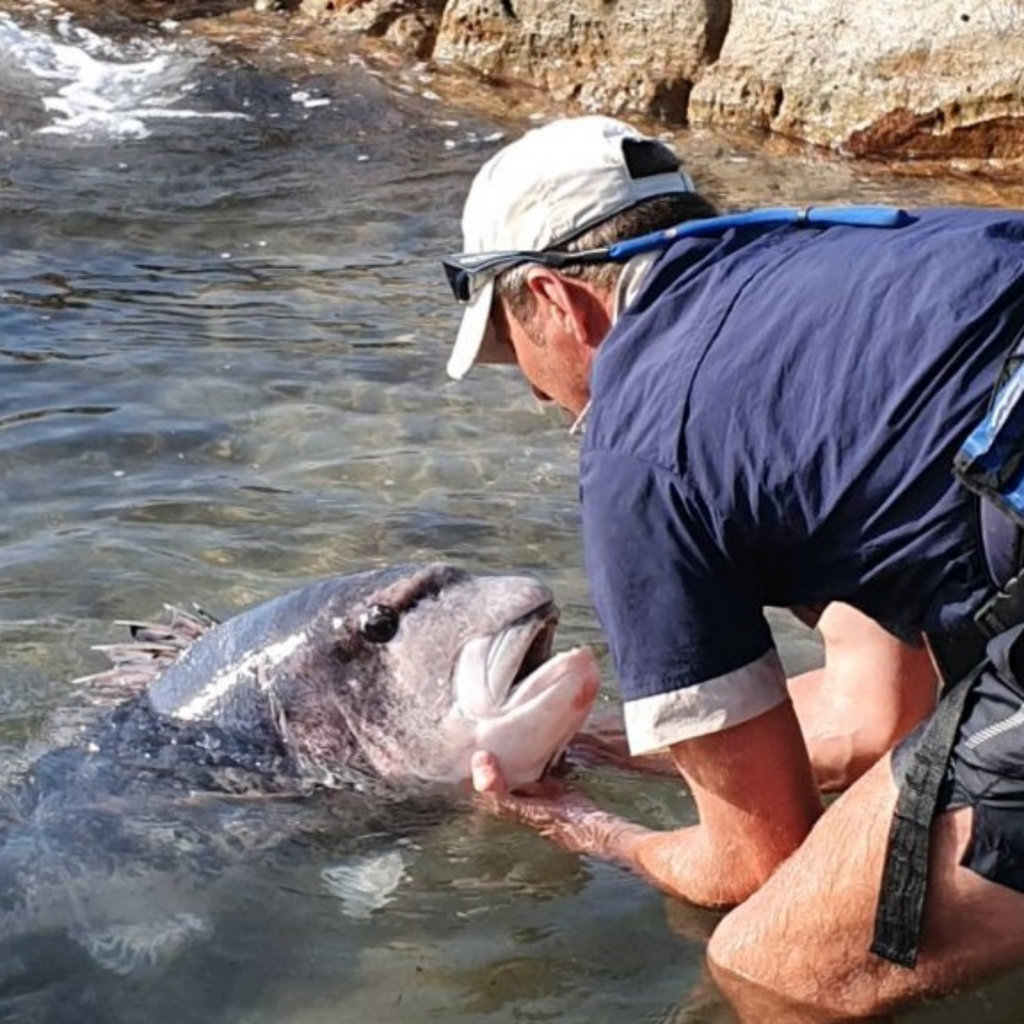 1590085433020 Safely released …24.5kg