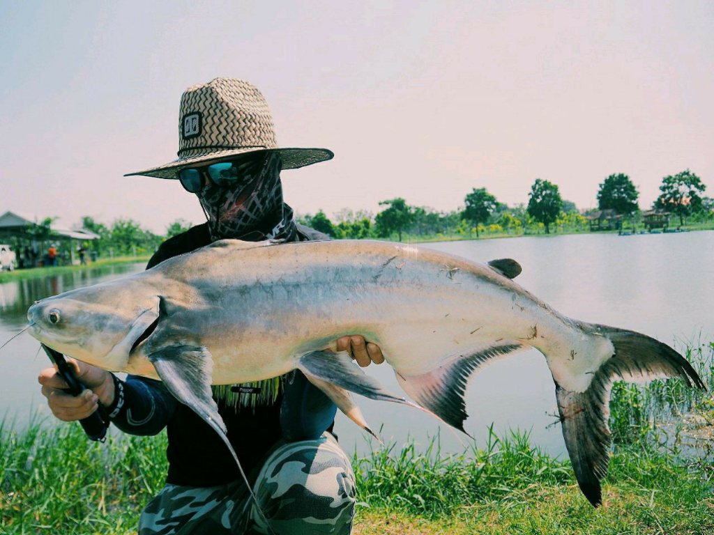 1590092477862 Chaopraya catfish