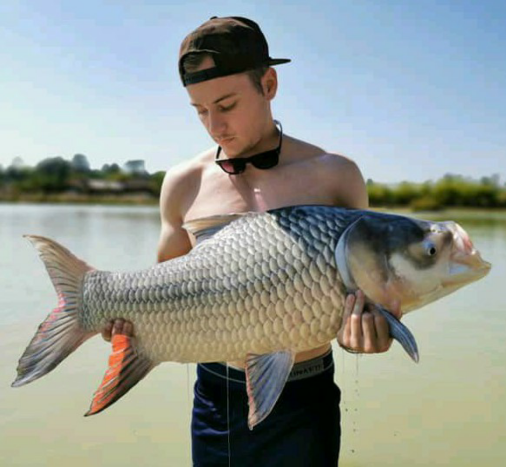 1590247394922 Giant Siamese carp