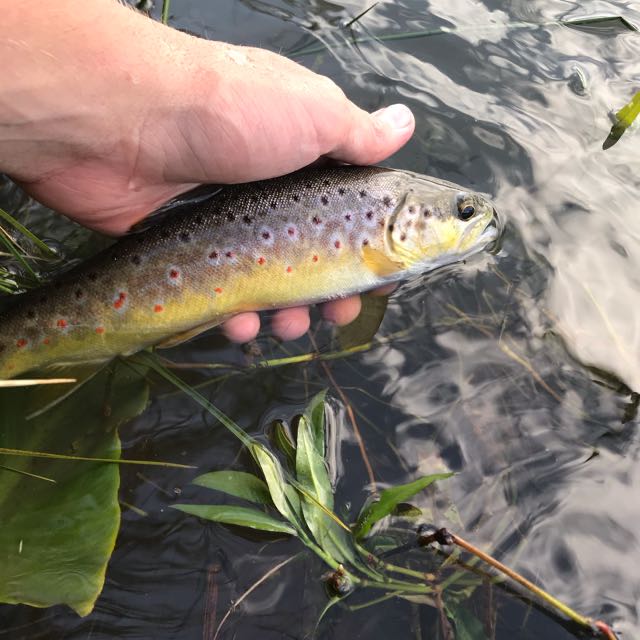 1590508027742.676 Nice brown in the mooi