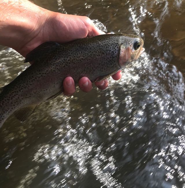 1590509548523.7288 Nymphing