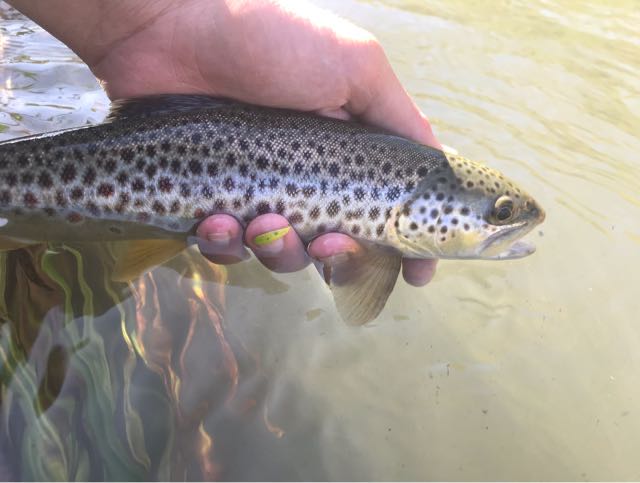 1590510448436.5798 Spotted brown