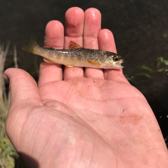 1590510625833.081 Size 18 nymph catches all sizes