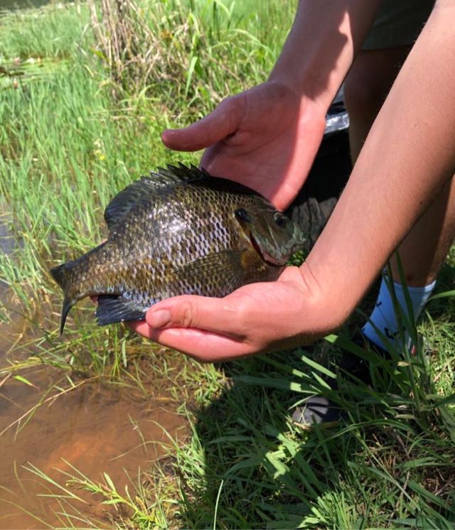 1590511679650.978 Big bluegill fight so hard