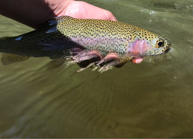 1590511853497.638 River rainbow