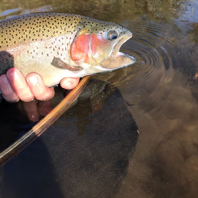 1590522654587.9932 One nice hen fish on fly
