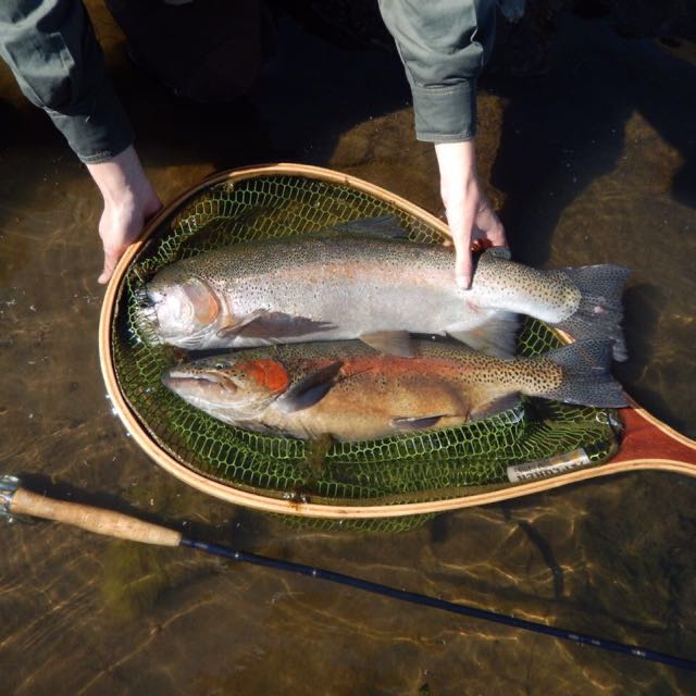 1590587308162.185 Uploaded via Fishbook