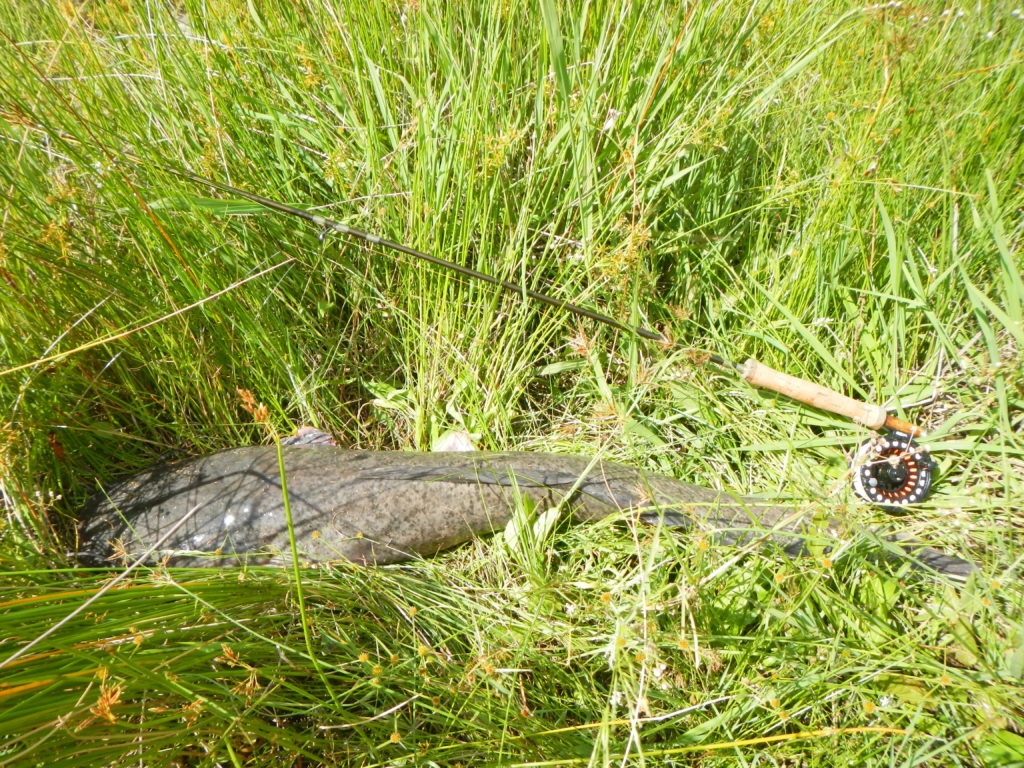 8kg Barbel on fly in the Vaal RiverDSCN0409