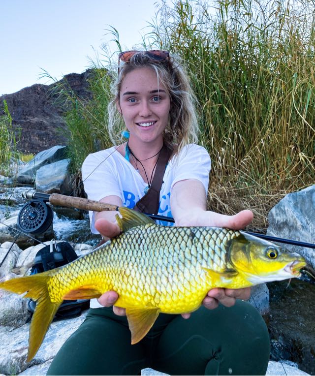 1591140468962.1648 A yellow on fly! Safely released.