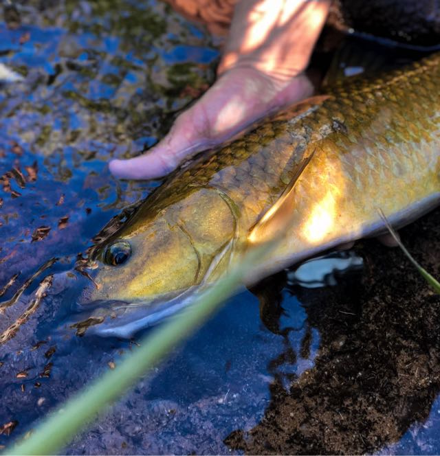 1591171553838.683 Recovery and release of a beautiful Clanwilliam yellow.